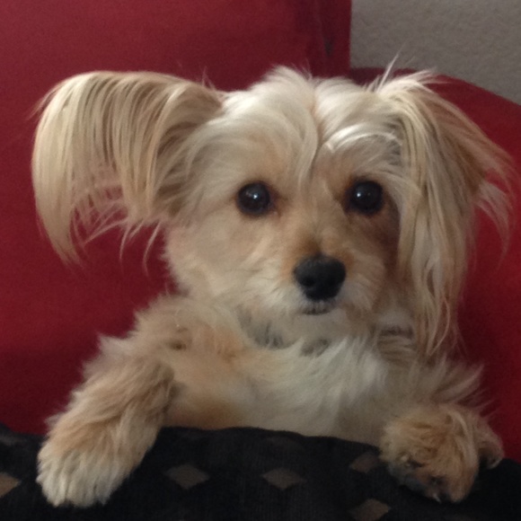 Meet your Posher, Janine - Picture 1 of 1